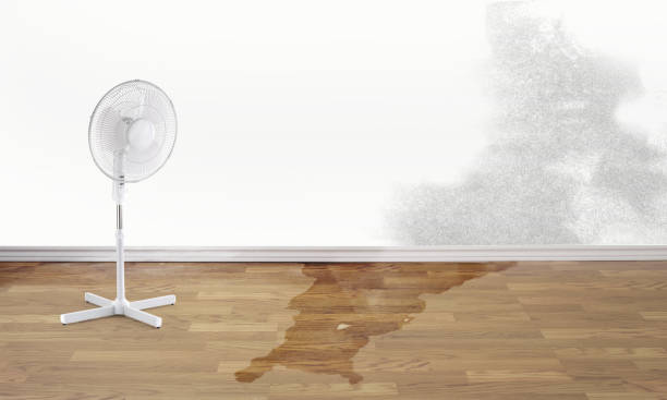 Best Water damage restoration services  in Oronoco, MN