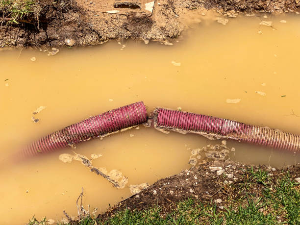 Best Water damage mitigation services  in Oronoco, MN
