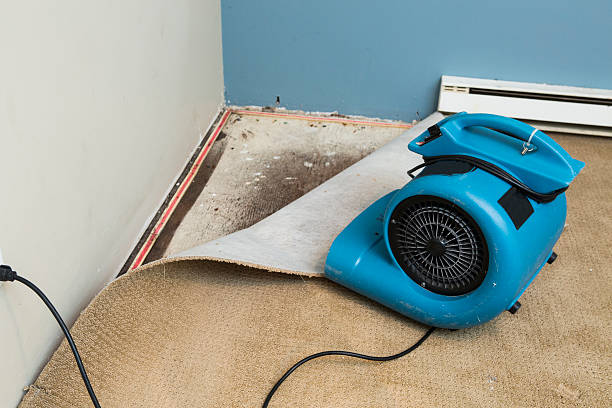 Best Flooded house restoration  in Oronoco, MN